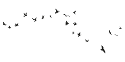 Flying Birds